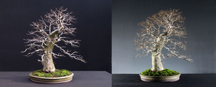 elm bonsai